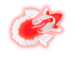 土佐金魚イメージ