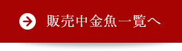 販売中金魚一覧へ