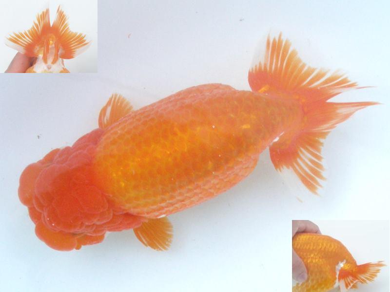 金魚・らんちゅう専門店 － 金魚一道 －｜飼育日誌 目指せ！全国