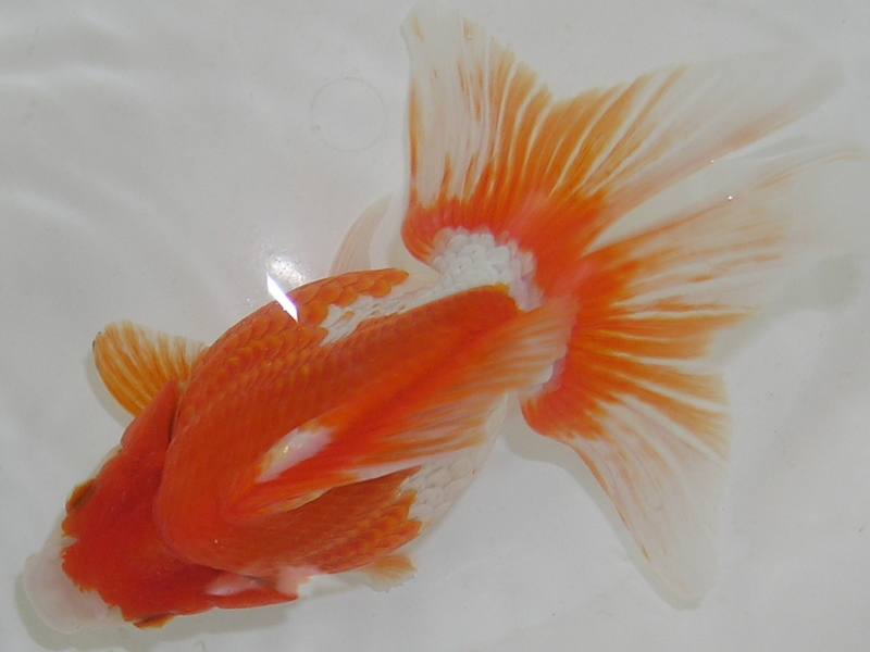 更紗琉金 販売|金魚・らんちゅうのことなら金魚一道 更紗琉金 販売|金魚・らんちゅうのことなら金魚一道