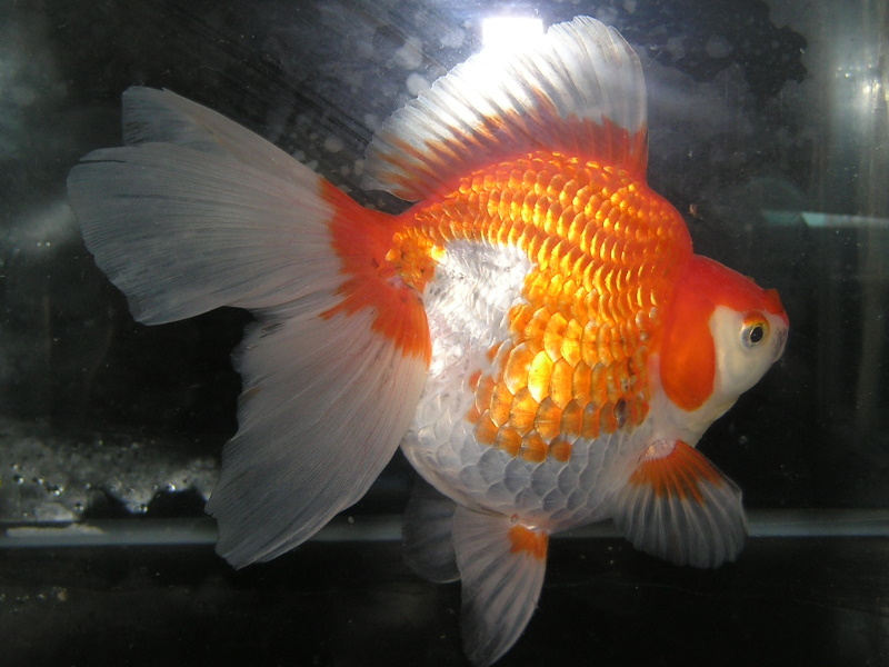 更紗琉金 販売｜金魚・らんちゅうのことなら金魚一道