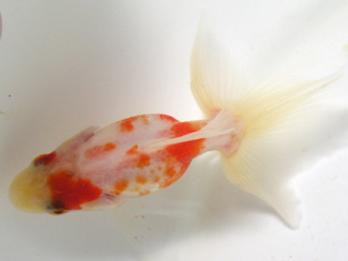 土佐錦の美 土佐錦の容姿と各部の見方｜土佐錦魚の繁殖・飼育・分譲 土佐錦