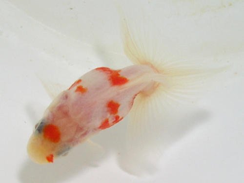土佐錦の美 土佐錦魚(トサキン)の美 | 田中 國衛 |本 | 通販 | Amazon