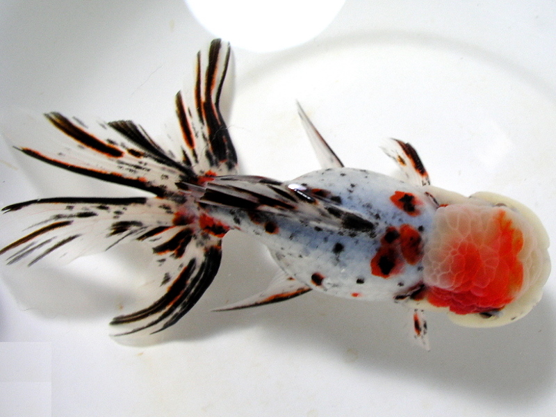 金魚王子】桜東錦 10.5cm前後 (個体番号：vfr292) | 金魚