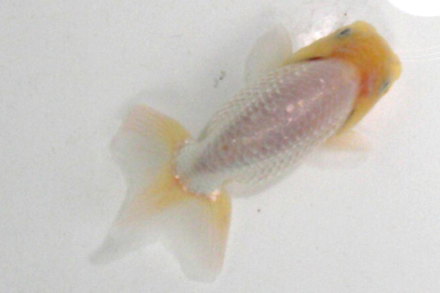 三河金鱗会 研究会魚｜金魚・らんちゅうのことなら金魚一道
