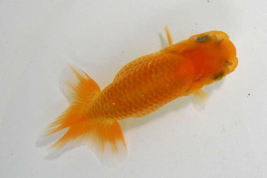 協会系 らんちゅう 雌三歳魚