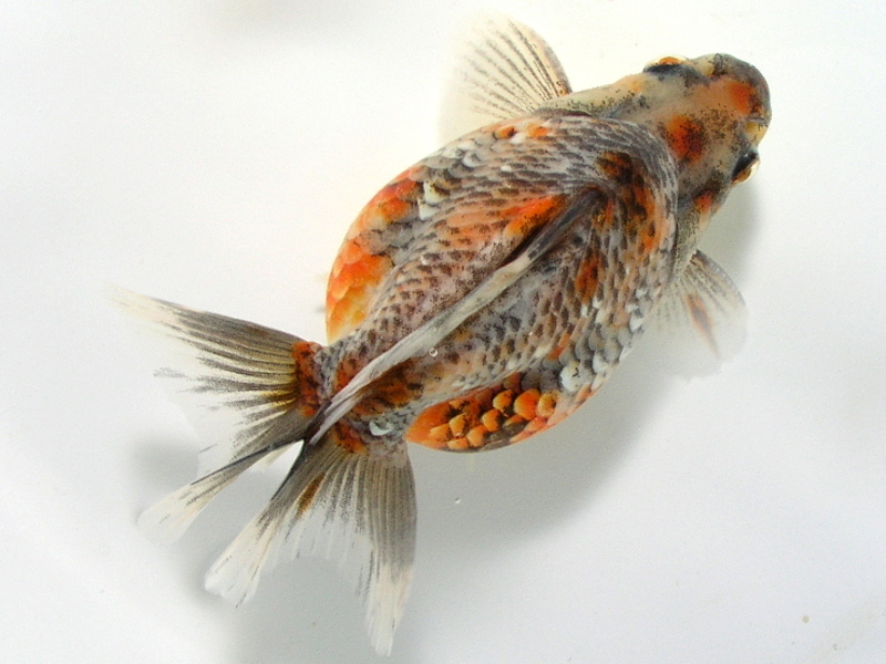 極上在銘出目金魚根付　29g 東Y7-0502⭐︎1Fトヒチ 国産 柳出目金 虎｜ペットのデパート東葛・金魚部
