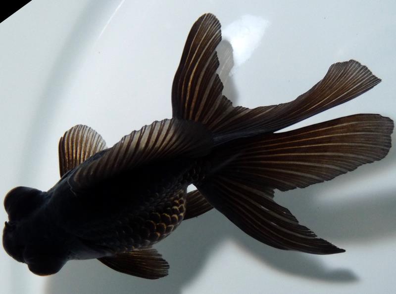 更紗蝶尾 二歳魚 （親魚上物）ペア