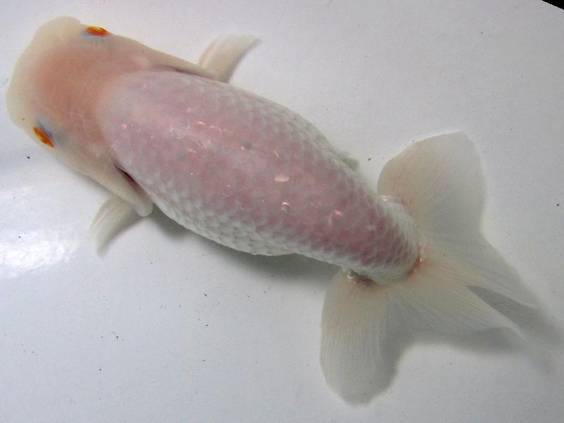 愛知：エム氏プレミアム高級らんちゅう二歳魚！ ｜金魚