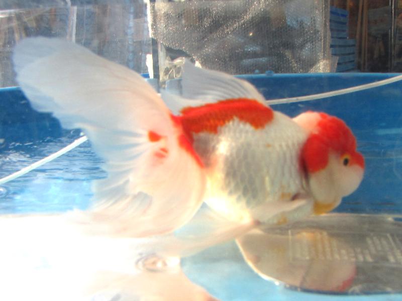 【中古】 SELANGOR 金魚のデザイン 人気インテリア・住まい・小物 - 【中古】ROYAL SELANGOR 金魚の