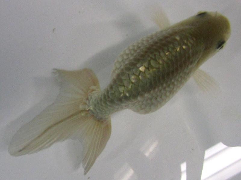 生体販売｜金魚・らんちゅう専門店 － 金魚一道 －