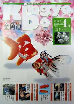 金魚道28