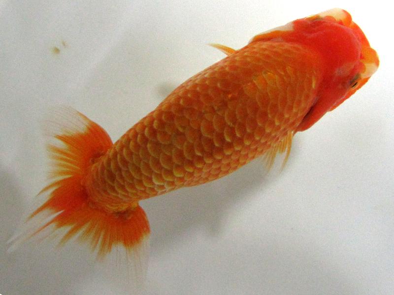 らんちゅう 良系統 3歳 1匹 1万円〜