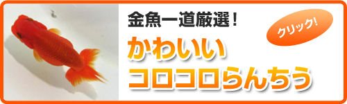 ���킢���R���R����񂿂��͂�����