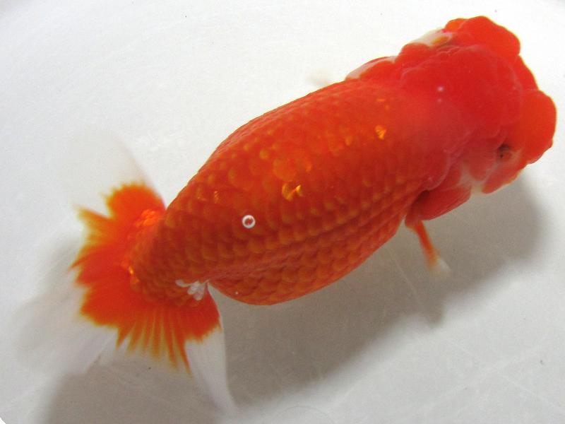 金一ストック種物二歳放出｜金魚・らんちゅうのことなら金魚一道