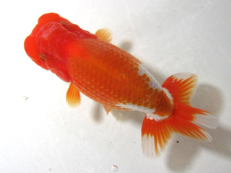 金一ストック種物二歳放出｜金魚・らんちゅうのことなら金魚一道