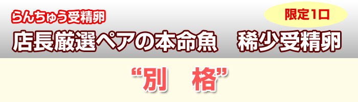 限定1口　別格