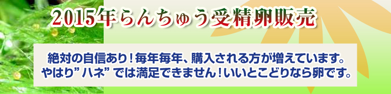 2015年らんちゅう受精卵販売