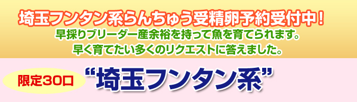 埼玉フンタン系らんちゅう受精卵予約受付中