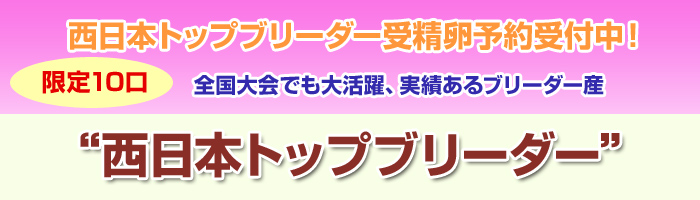 西日本トップブリーダー受精卵予約受付中