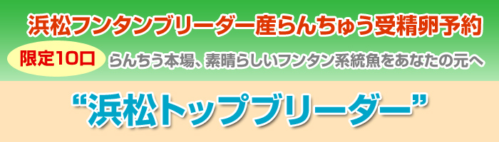 浜松フンタンブリーダー産らんちゅう受精卵予約