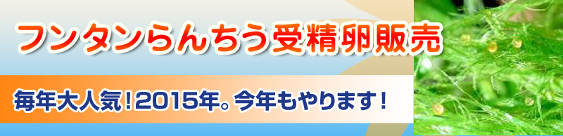 フンタンらんちゅう受精卵販売